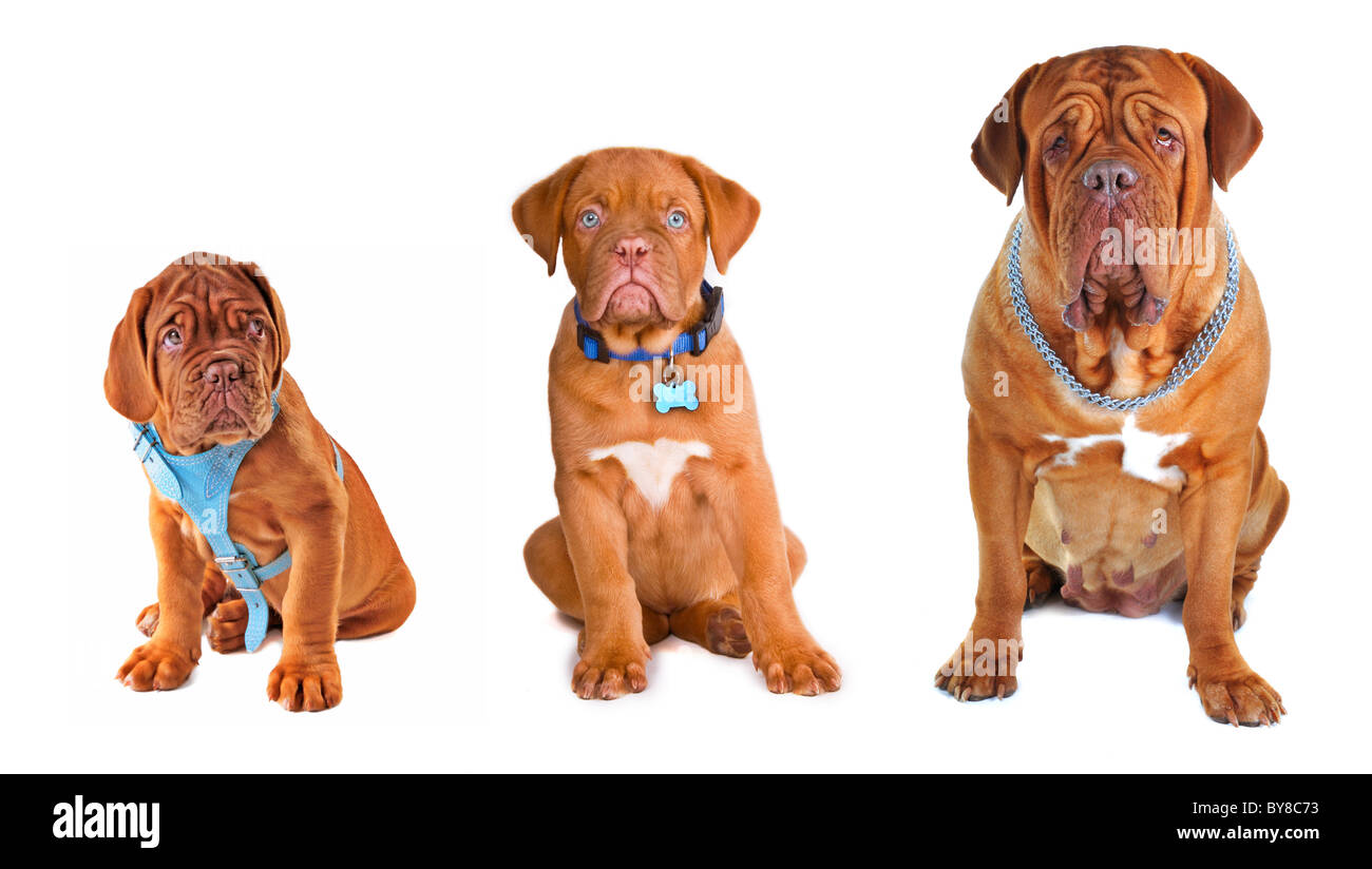 L'évolution. Les différents âges de chien et différents équipements collection. Banque D'Images