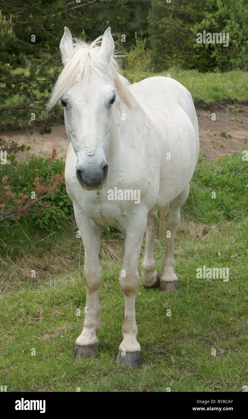 Cheval blanc sur fond nature Banque D'Images