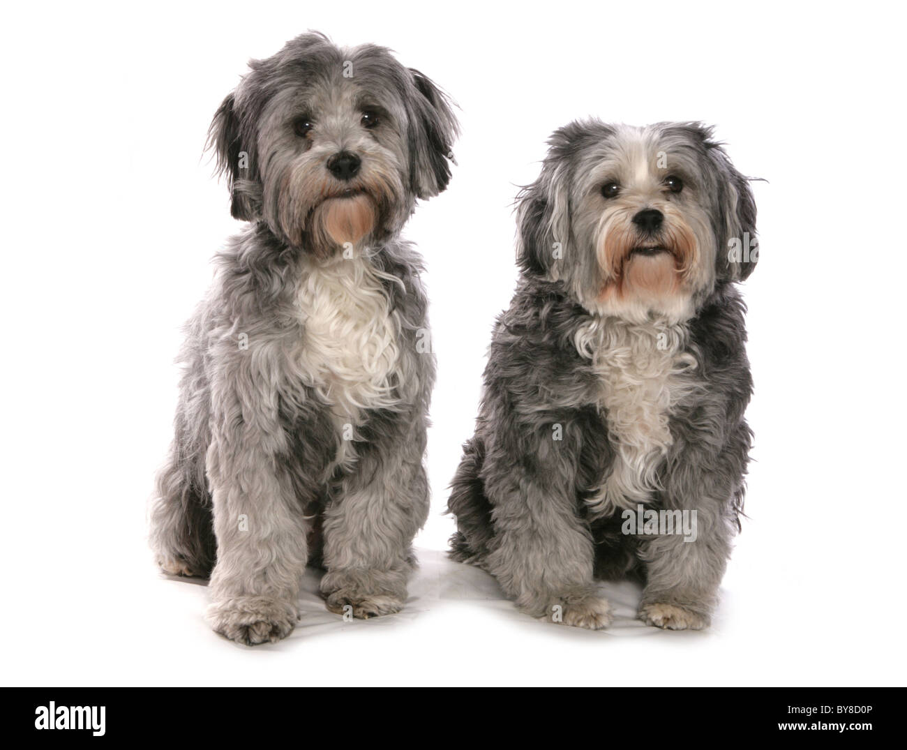 Terriers tibétains deux adultes assis dans un studio UK Banque D'Images