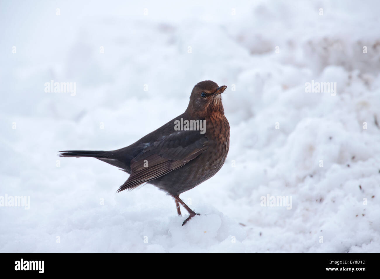 Blackbird féminin sur un fond de neige Banque D'Images