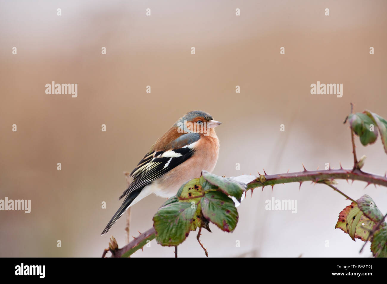 Chaffinch perché sur une branche d'arbre bramble Banque D'Images