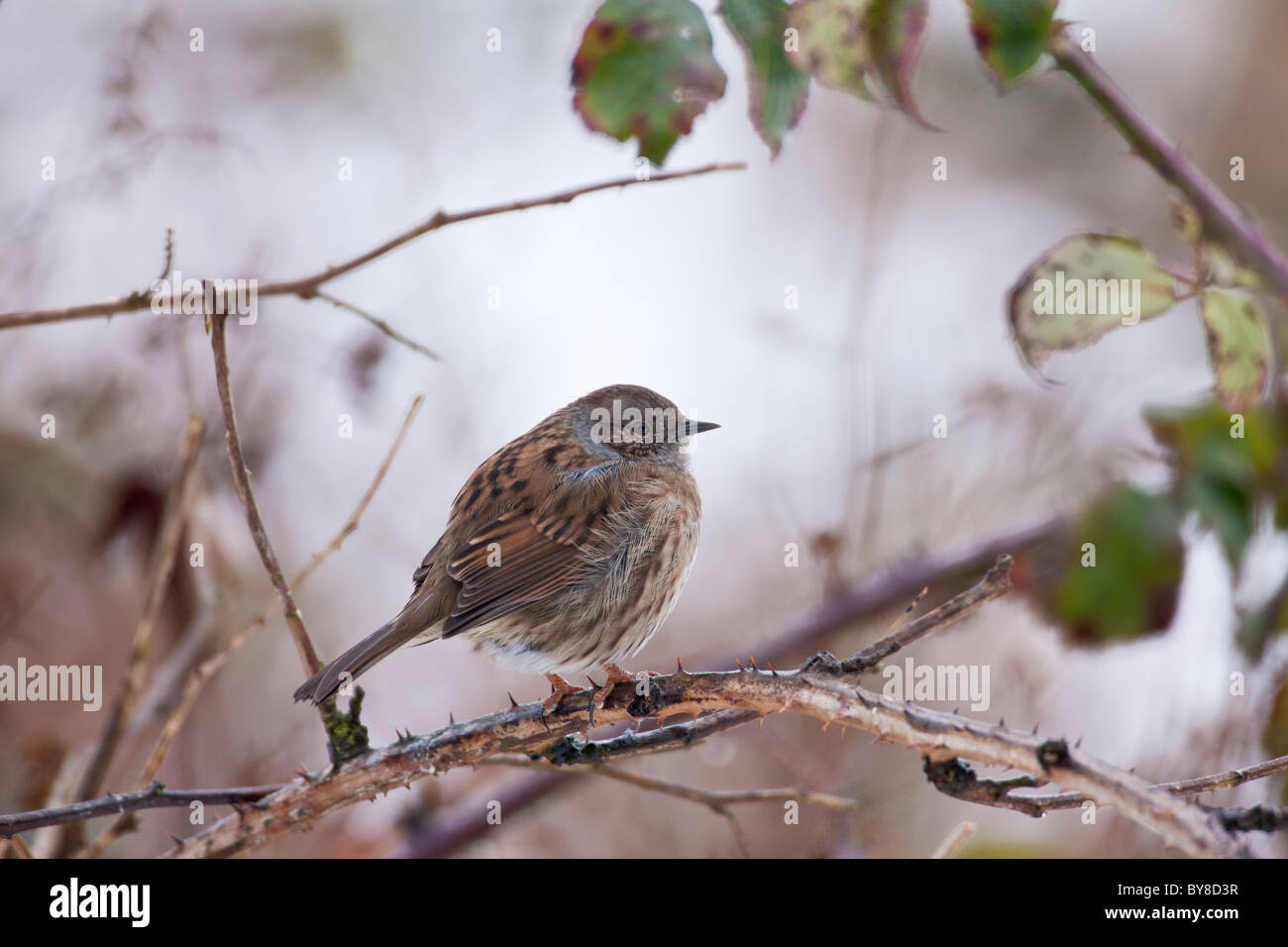 Nid Perché sur une branche d'arbre bramble enneigé Banque D'Images