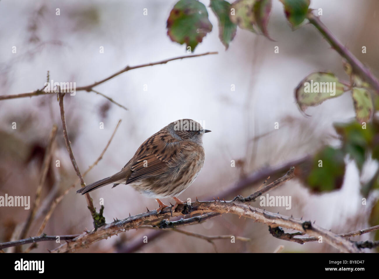 Nid Perché sur une branche d'arbre bramble enneigé Banque D'Images