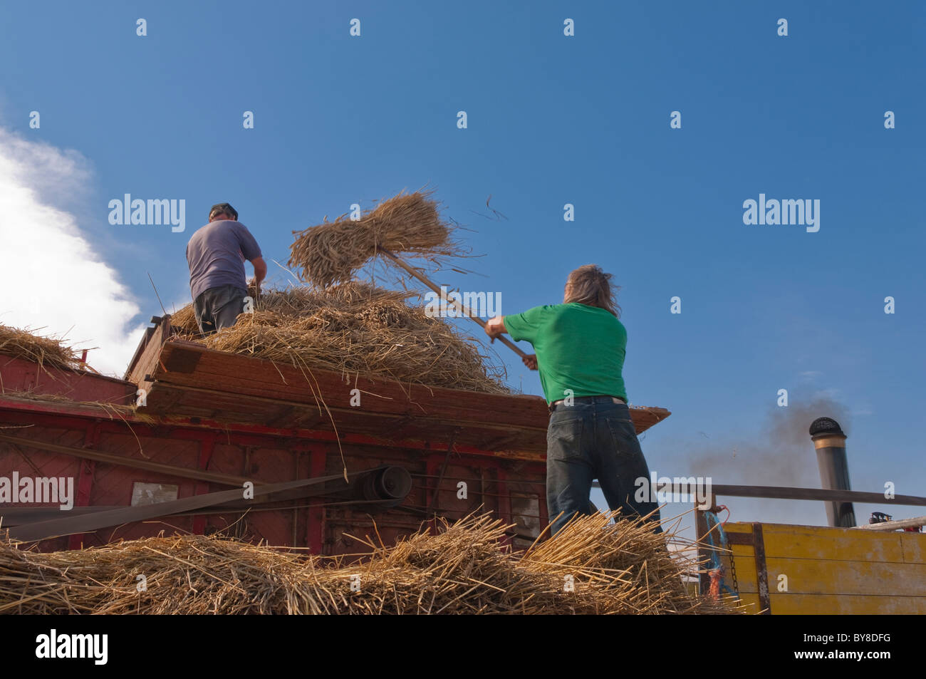 Deux hommes travaillant dans une batteuse Ransomes montrant circulation et la poussière comme il trie les enveloppes du grain dans l'Uk Banque D'Images