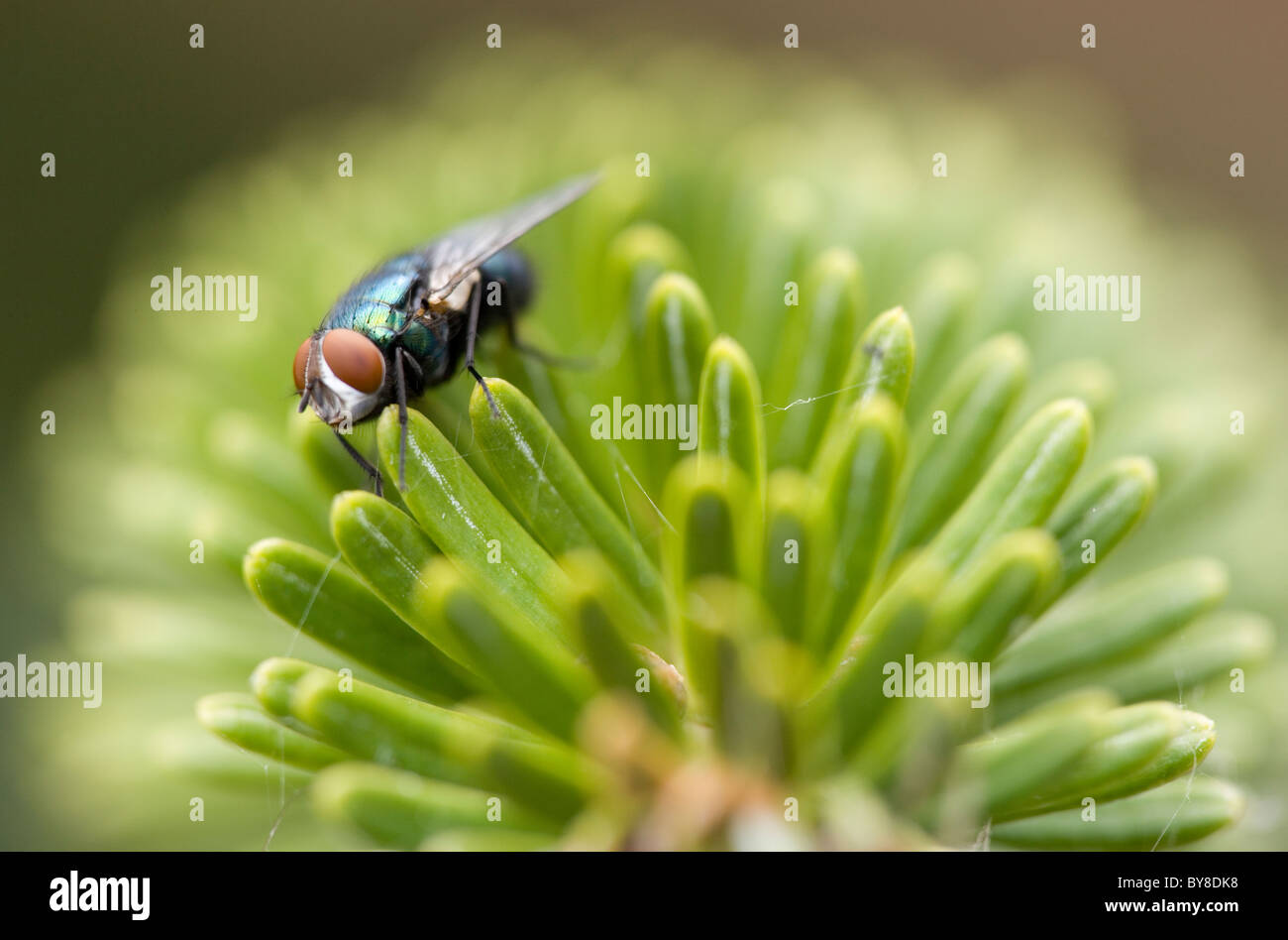 Bouteille Bleue Calliphora vomitoria mouche adulte seul reposant sur plant UK Banque D'Images