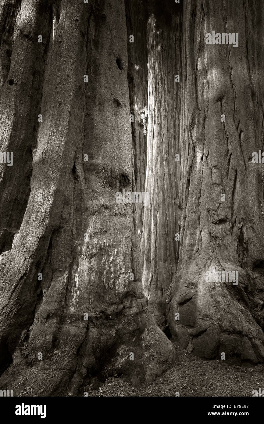 Le Séquoia géant (Sequoiadendron giganteum) Sequoia National Park, Californie Banque D'Images