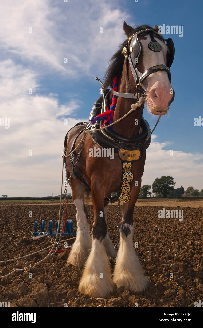 Un shire horse ( race de chevaux de trait ) avec charrue attatched pour labourer au Royaume-Uni Banque D'Images