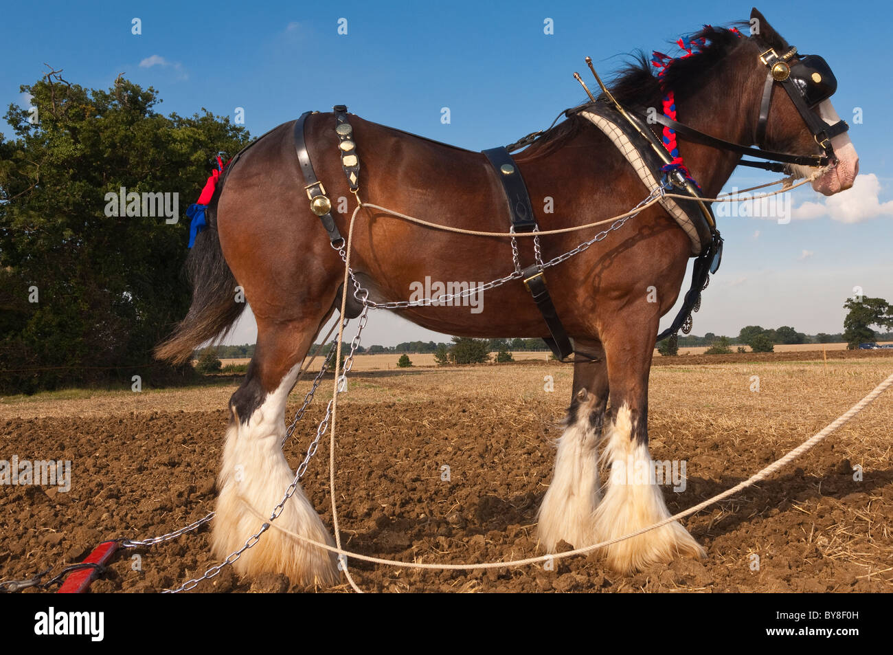 Un shire horse ( race de chevaux de trait ) avec charrue attatched pour labourer au Royaume-Uni Banque D'Images