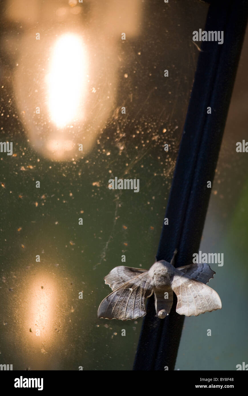 Hawk-moth peuplier Laothoe populi adulte seul reposant sur réverbère Dorset, UK Banque D'Images