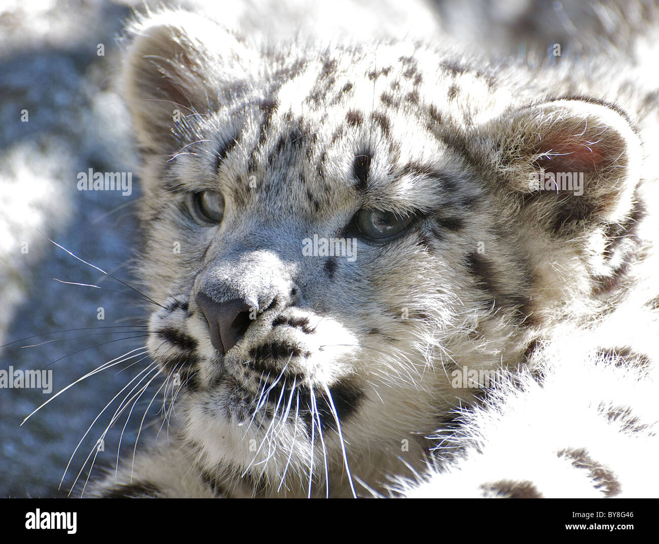 Femme snow leopard cub (close-up) Banque D'Images