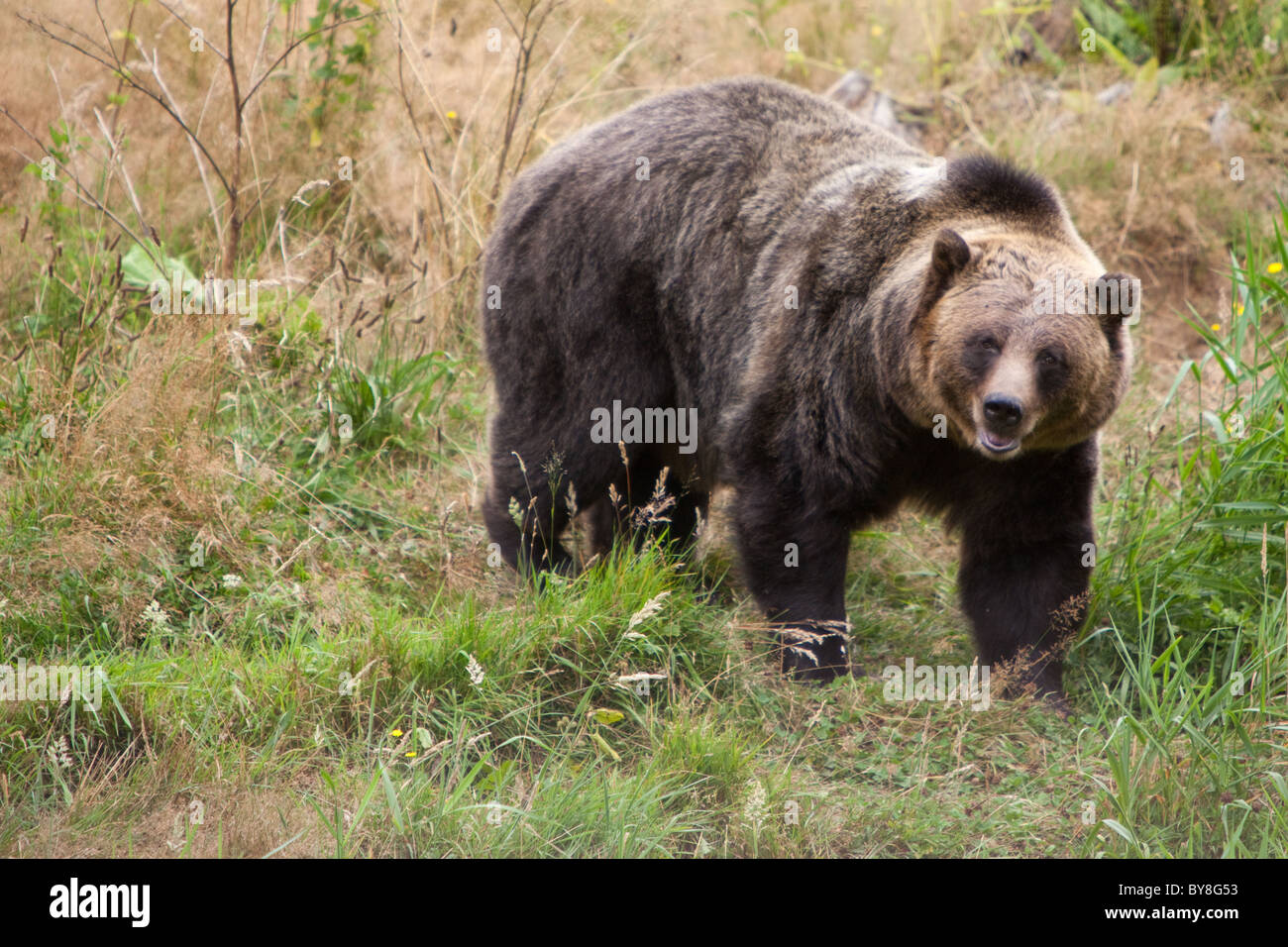 Un grizzly au Greater Vancouver Zoo à Aldergrove, C.-B., Canada. Banque D'Images