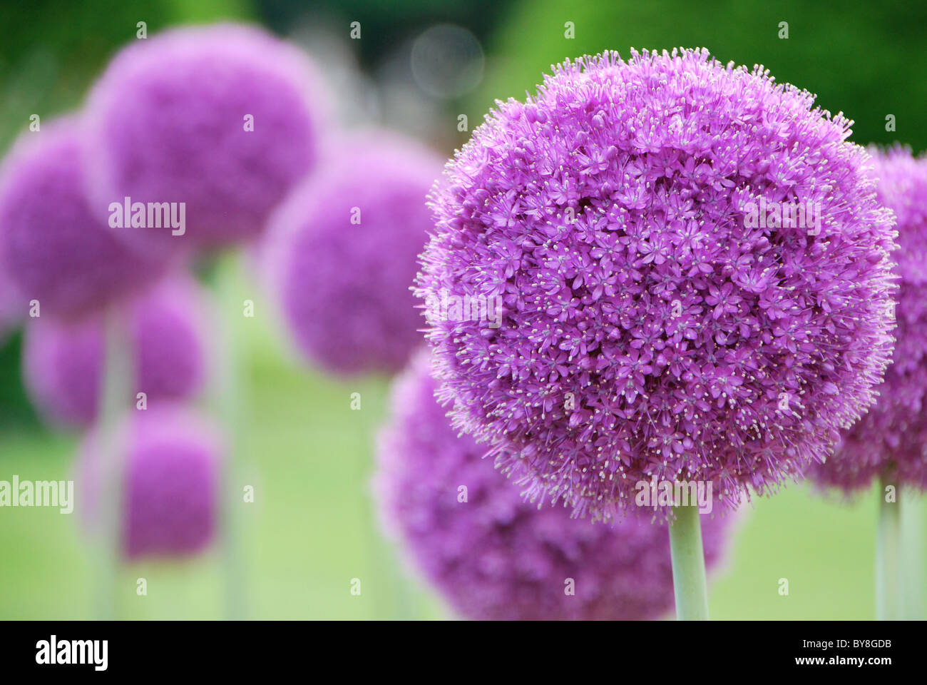Ces sont des allium situé dans Boston Commons. Banque D'Images