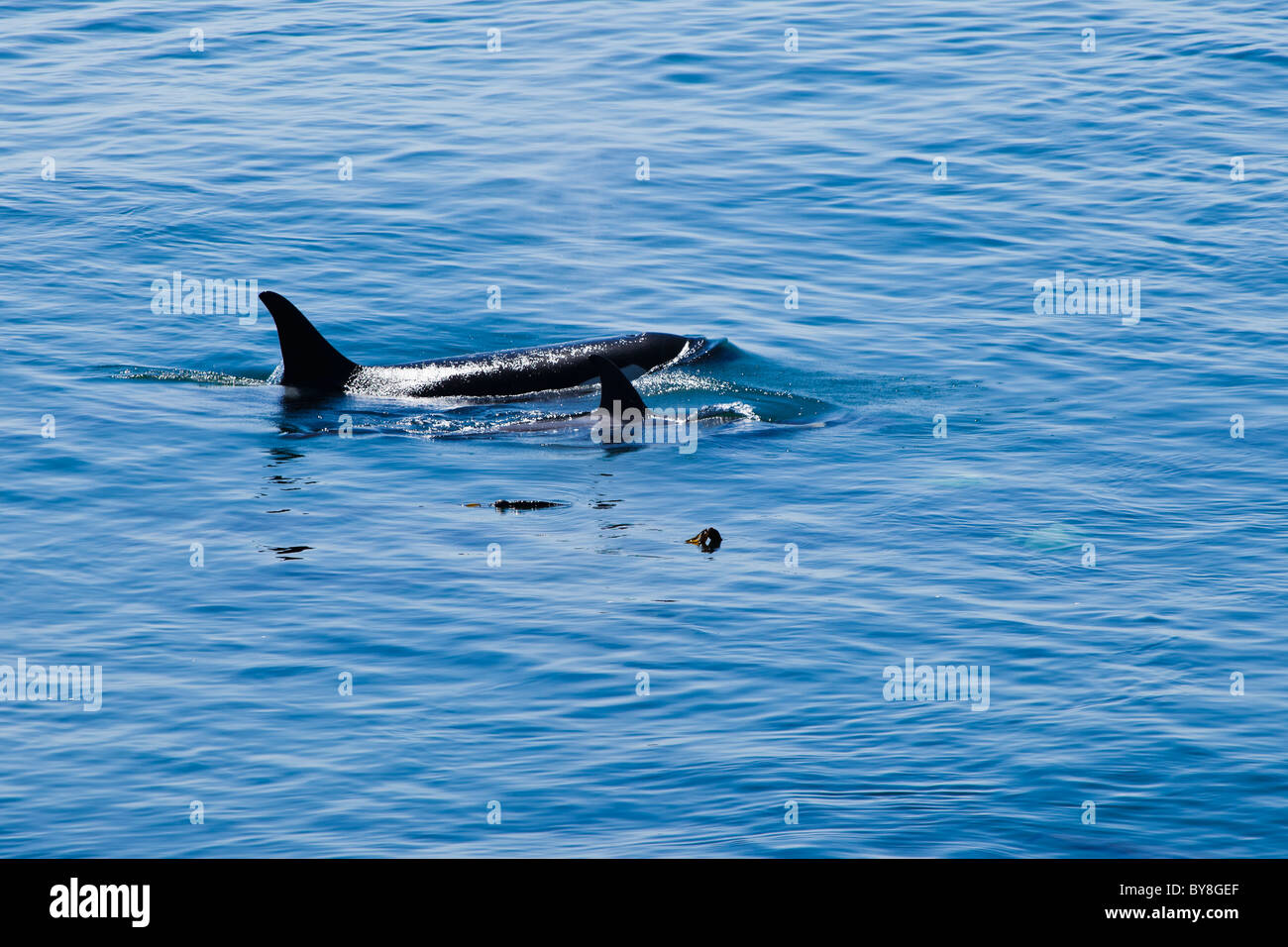 La mère et les orques au large de Point de four à chaux sur San Juan Island, Washington, USA. Banque D'Images