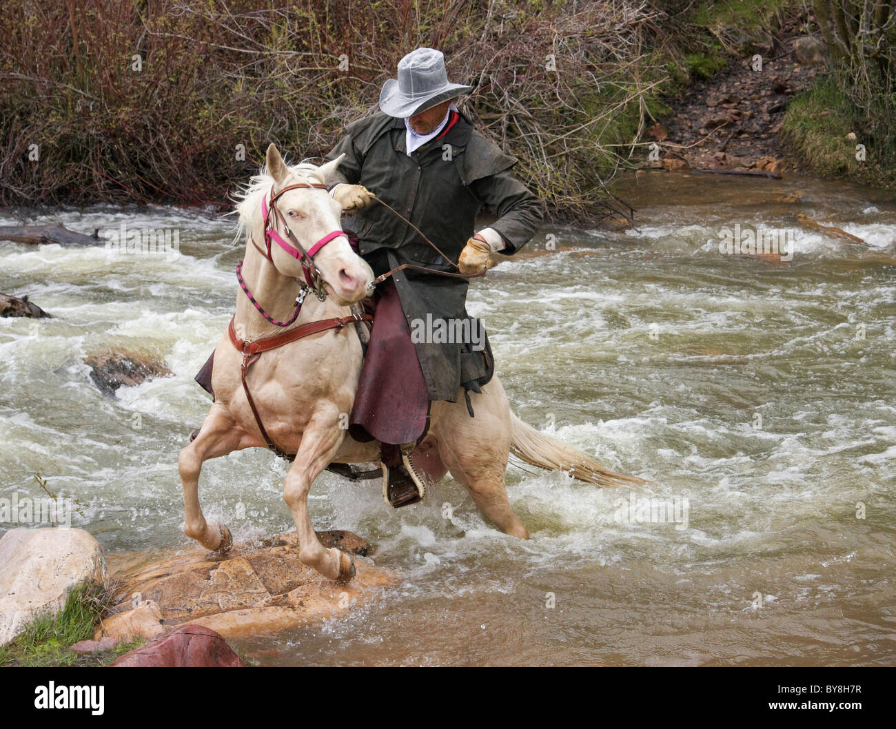 Équitation cowboy cheval blanc à travers la rivière gonflée Banque D'Images