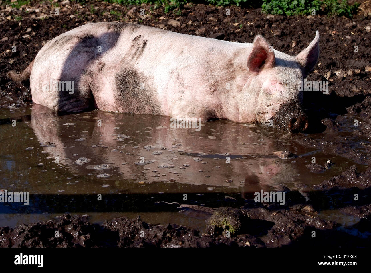 Pig se vautrer dans la boue Banque D'Images