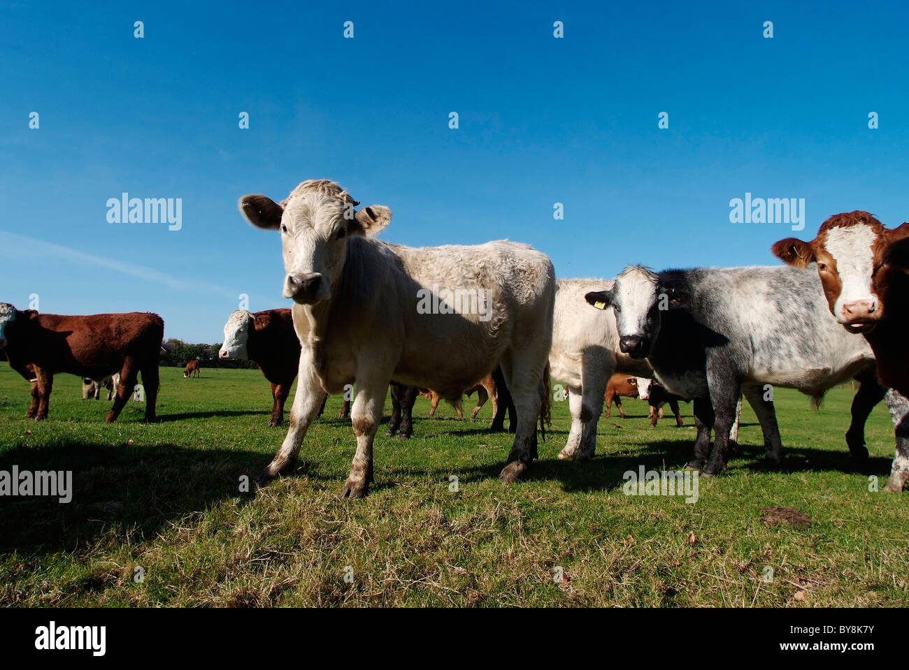 Hereford taureaux dans un champ Banque D'Images