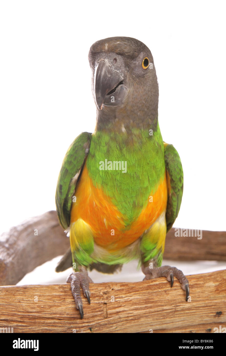Sénégal Parrot Poicephalus senegalus Portrait d'adulte seul Studio percheurs, UK Banque D'Images