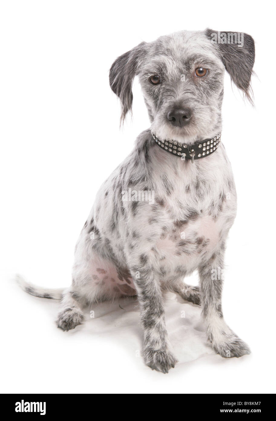 Lhamatian Lhassa Apso chien Dalmatien croisée unique Portrait Studio séance adultes, UK Banque D'Images