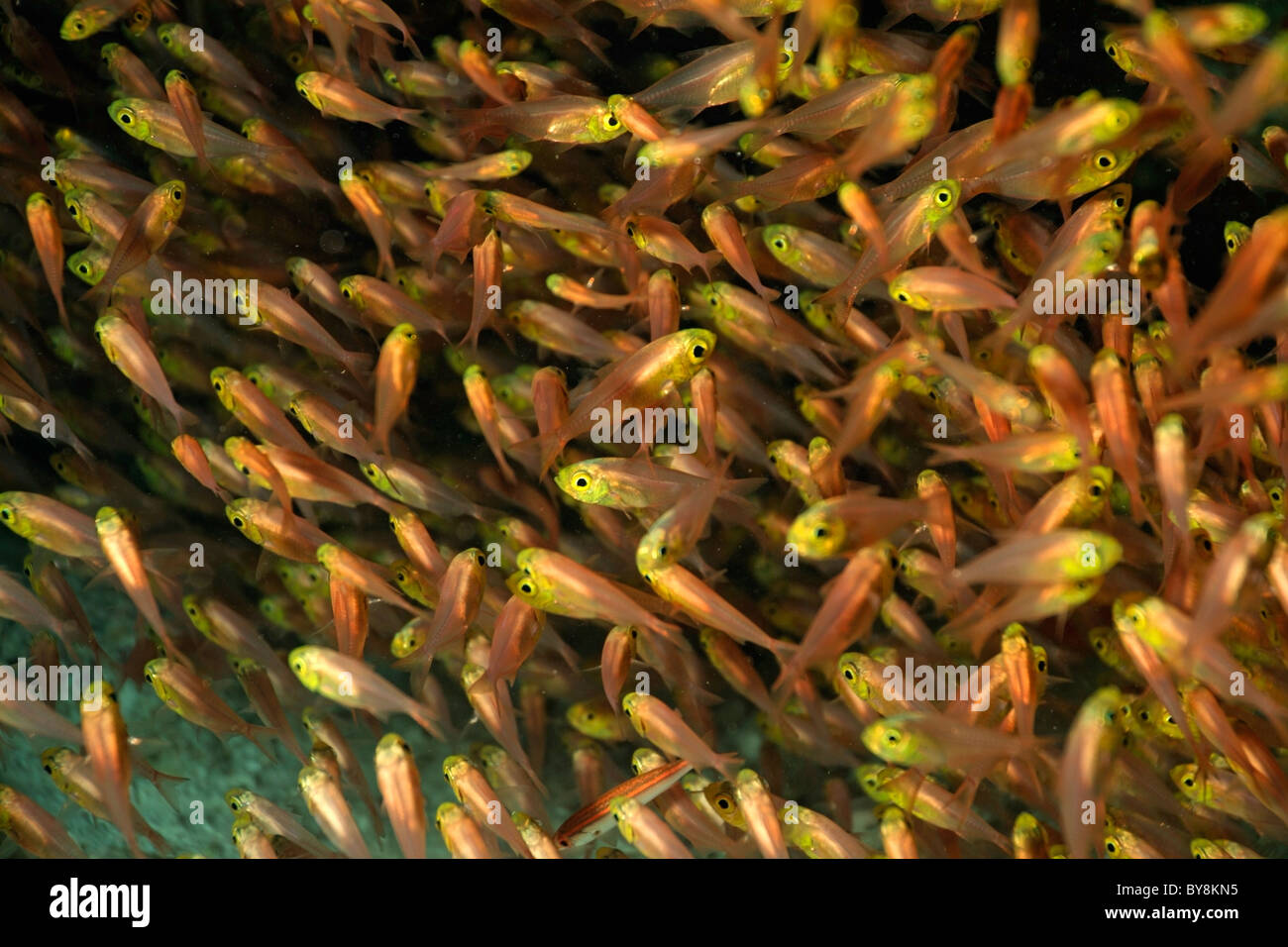 L'École de jaune sweeper (parapriacanthus ransonneti) Poisson Banque D'Images