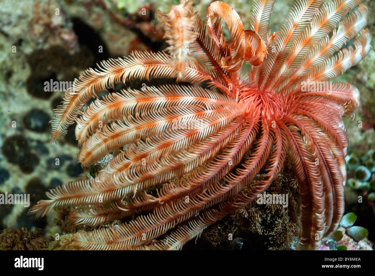 Regal Feather Star (Stephanometra Maayya), Thila, North Ari Atoll, Maldives. Banque D'Images