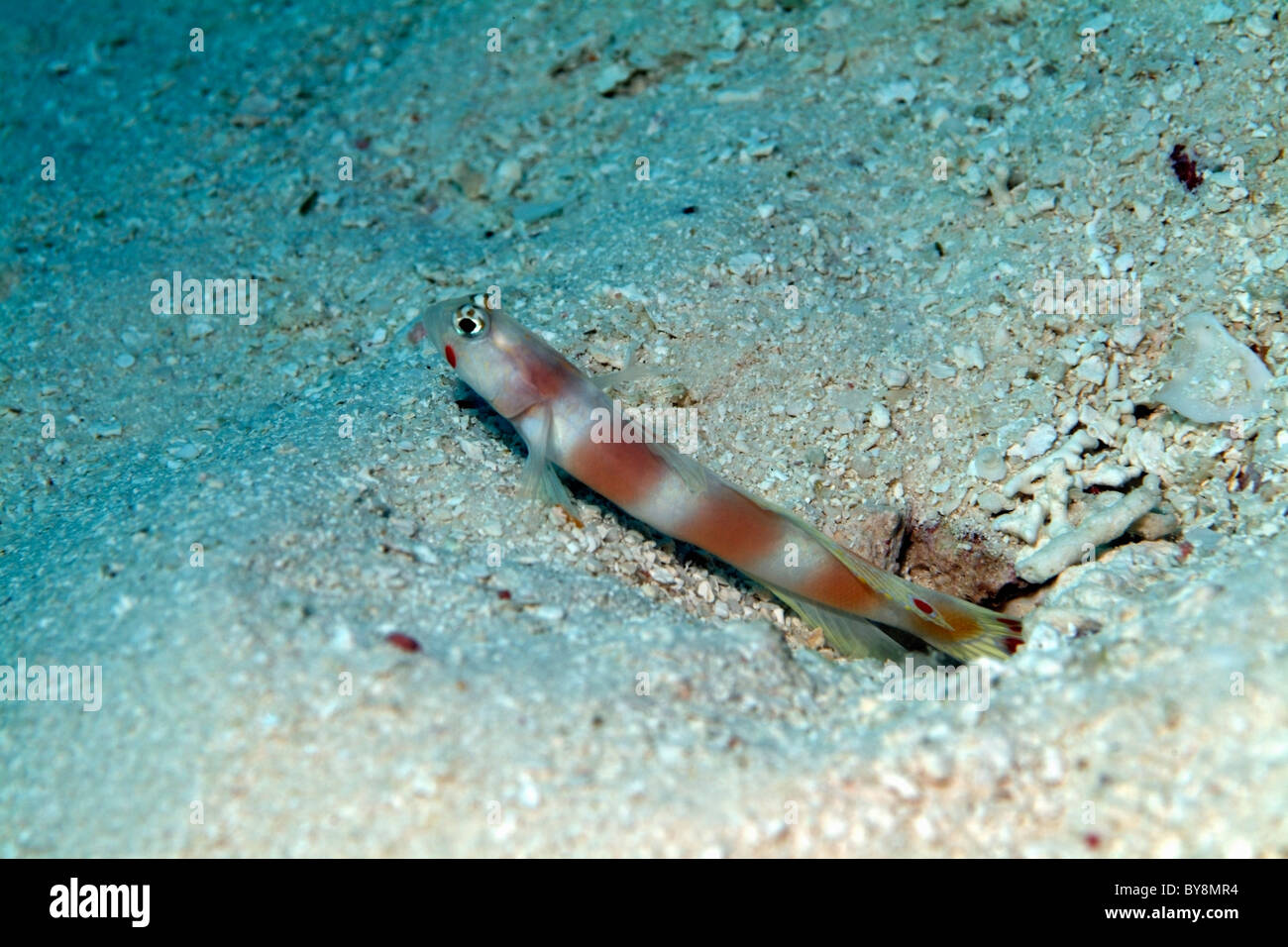 La crevette rose Bar (amblyeleotris aurora gobie) reste sur fond de sable, Kandooma, South Male Atoll, Maldives. Banque D'Images