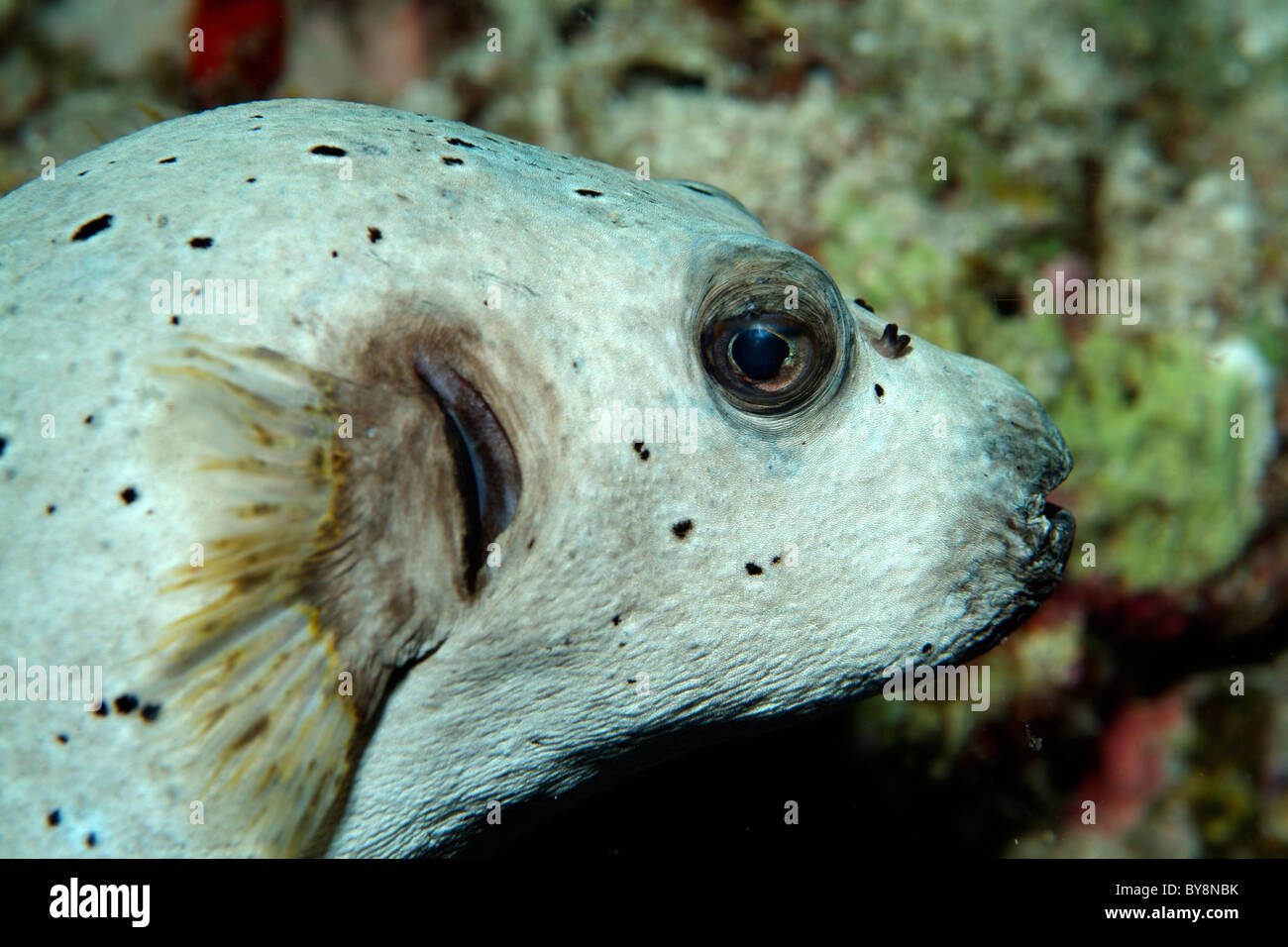 Épinoche tachetée poisson globe ou chien-face Puffer (Arothron nigropunctatus) Banque D'Images