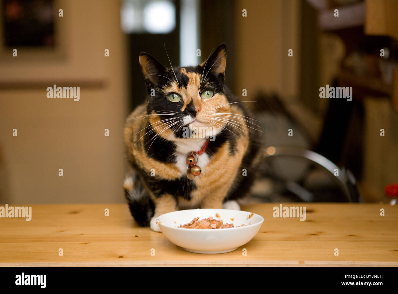 Chat domestique seule femelle adulte manger UK Banque D'Images