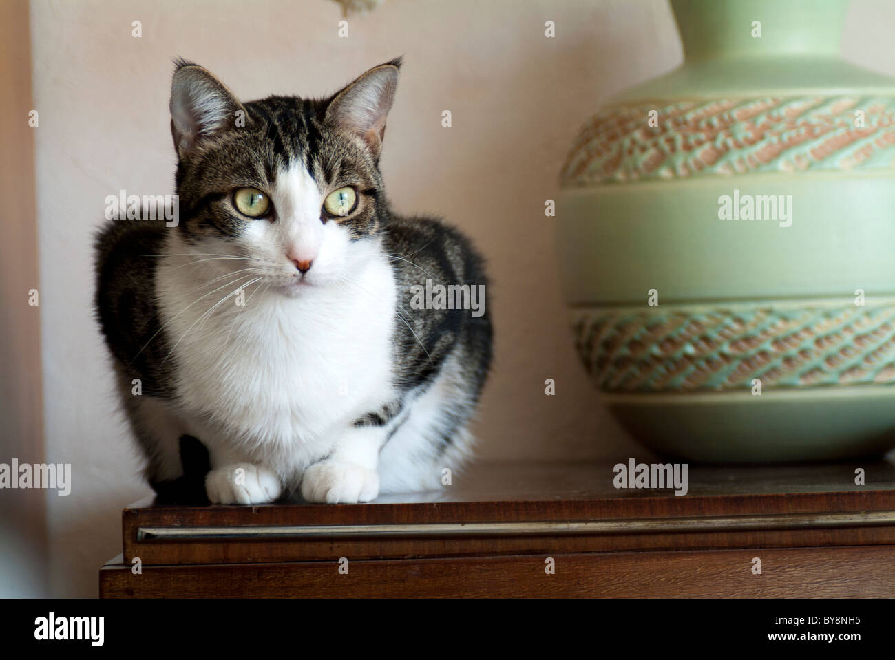 Portrait d'un chat tigré assis sur un bahut Banque D'Images