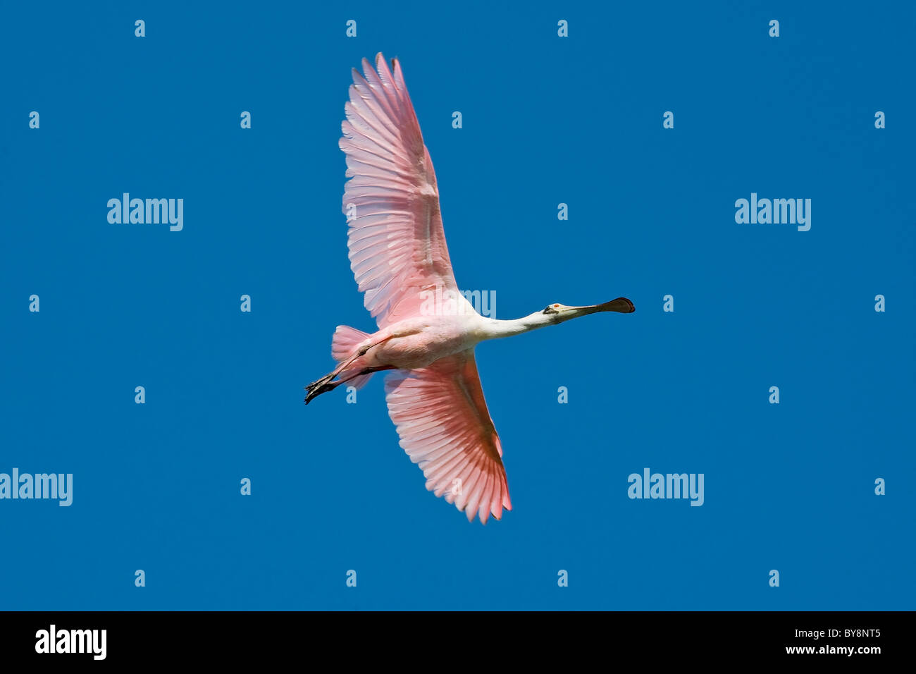 Un adulte en plumage nuptial Roseate Spoonbill flight Banque D'Images