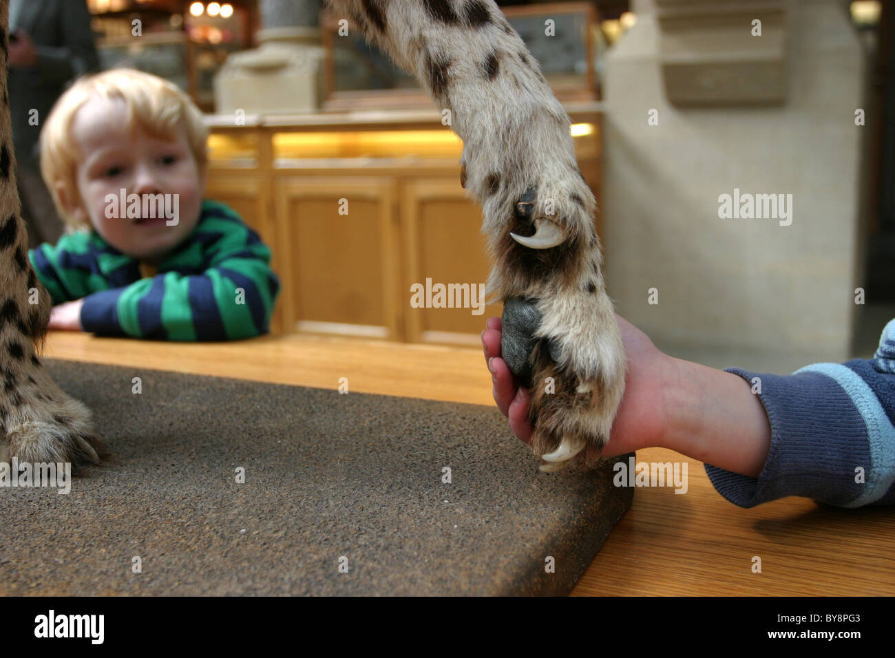 L'Oxford University Museum of Natural History Banque D'Images