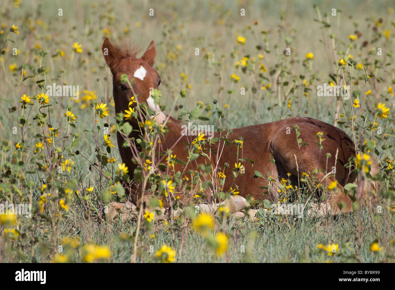 Jeune Poulain Mustang se reposant dans les fleurs sauvages, Monero, Nouveau Mexique Banque D'Images