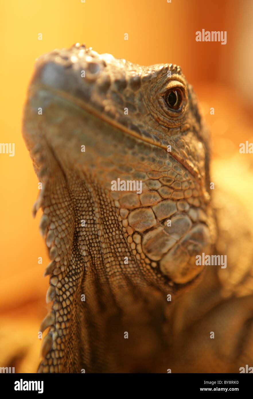 Green iguana Iguana iguana commun ou portrait d'un homme adulte en captivité, UK Banque D'Images