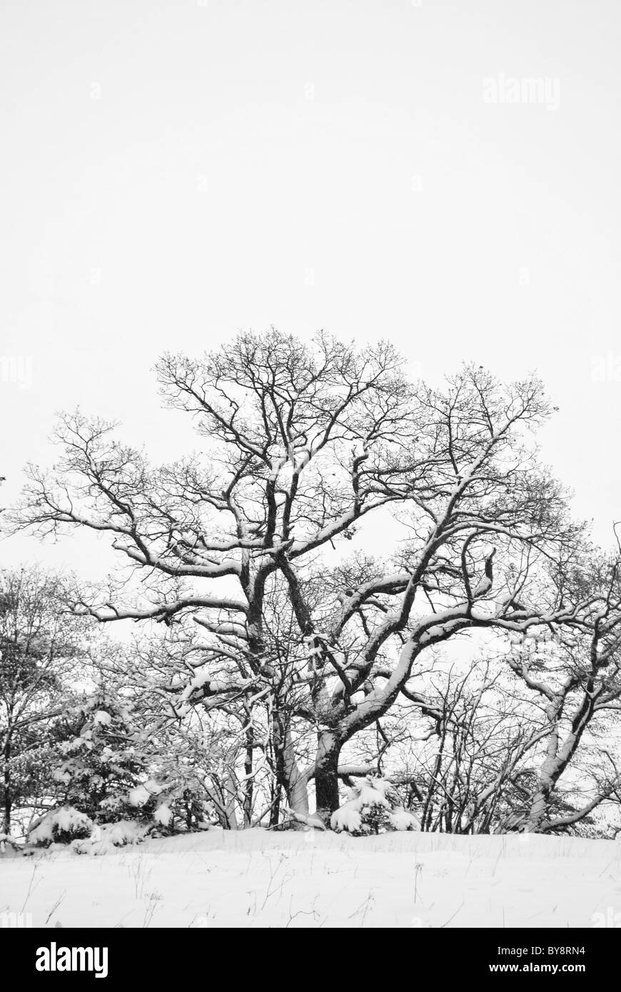 Forêt idyllique paysage d'hiver Banque D'Images