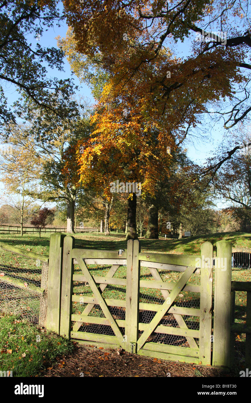 Rode Hall Country House and Gardens. Vue d'automne du woodland walk à Rode Hall park. Banque D'Images