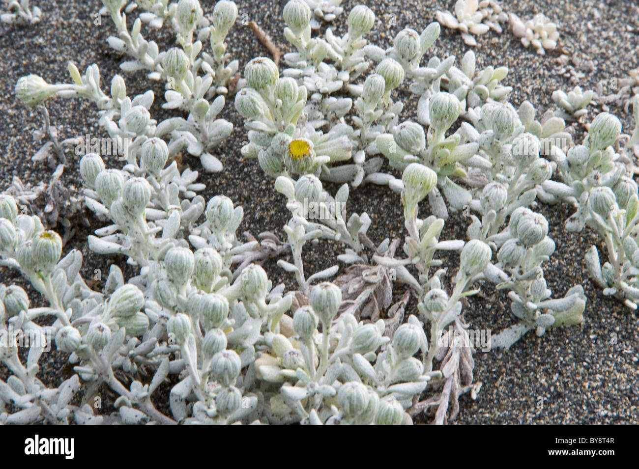 Planter des fleurs côte près de Porvenir Patagonie Terre de Feu Chili Amérique du Sud Banque D'Images