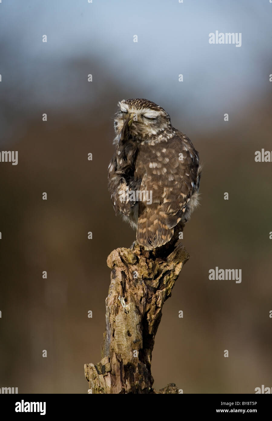 Chouette chevêche Athene noctua, seul adulte démangeaisons Gloucestershire, Royaume-Uni Banque D'Images