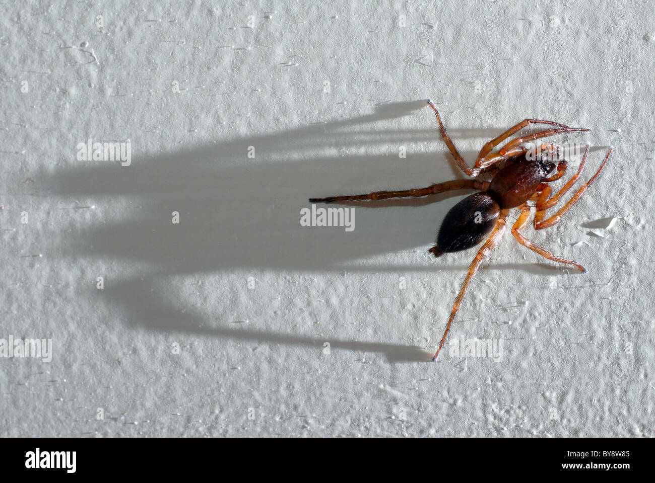 Une chasse nocturne sur spider le mur d'une maison au Royaume-Uni. C'est allumé à un angle extrême qui lui donne un peu d'ombre. Banque D'Images