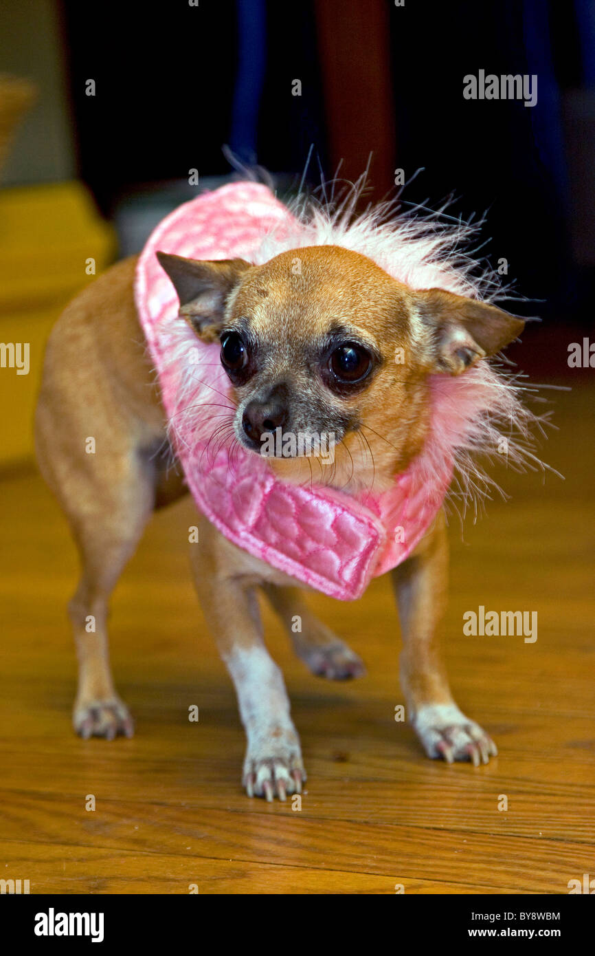 Chihuahua portant des accessoires rose à la peur Banque D'Images