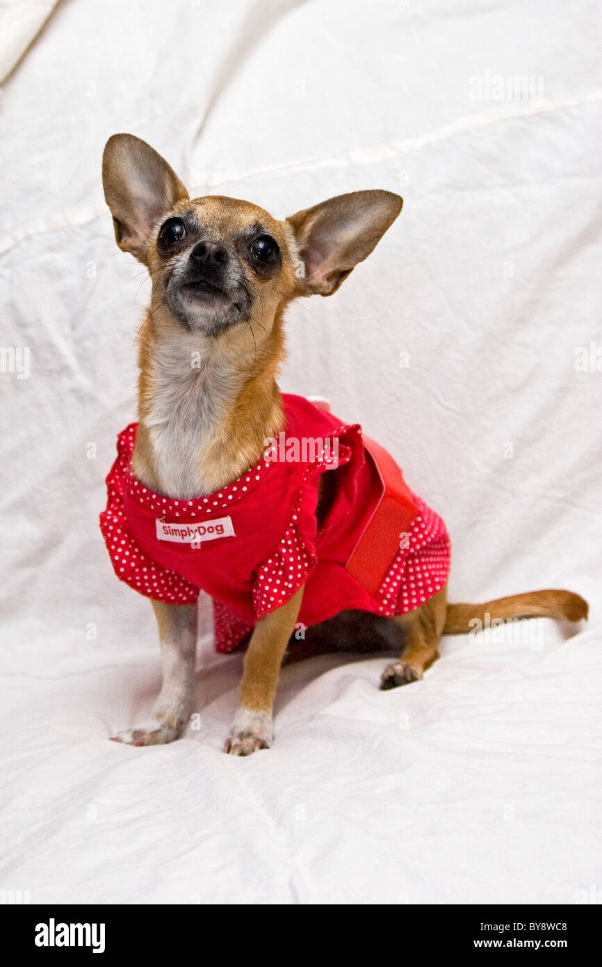 Chihuahua dog sitting on porter du rouge blanc outfit Banque D'Images