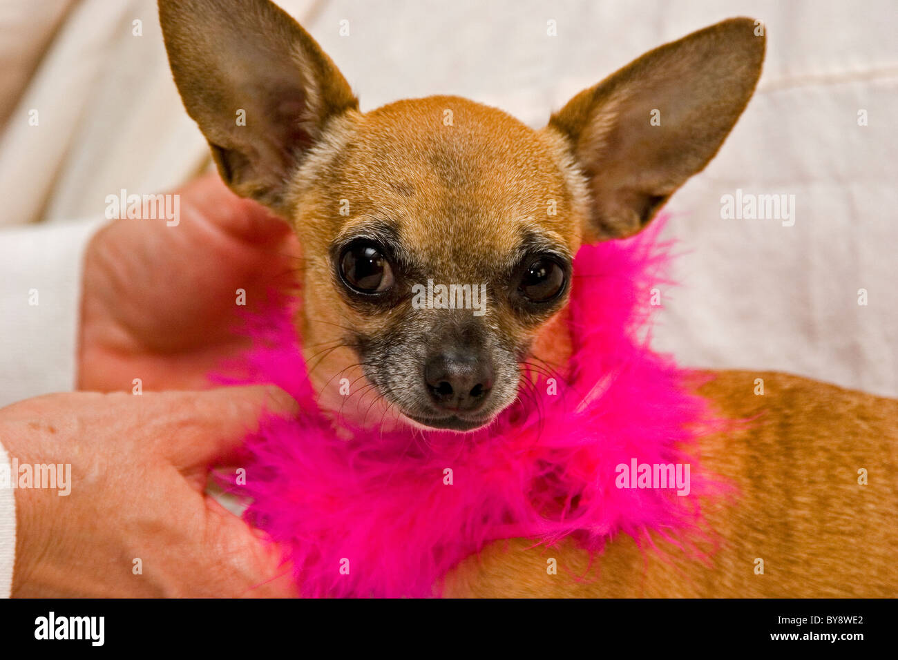Chihuahua portant des fuzzy boa rose autour de son cou, funny funny animal chien Banque D'Images