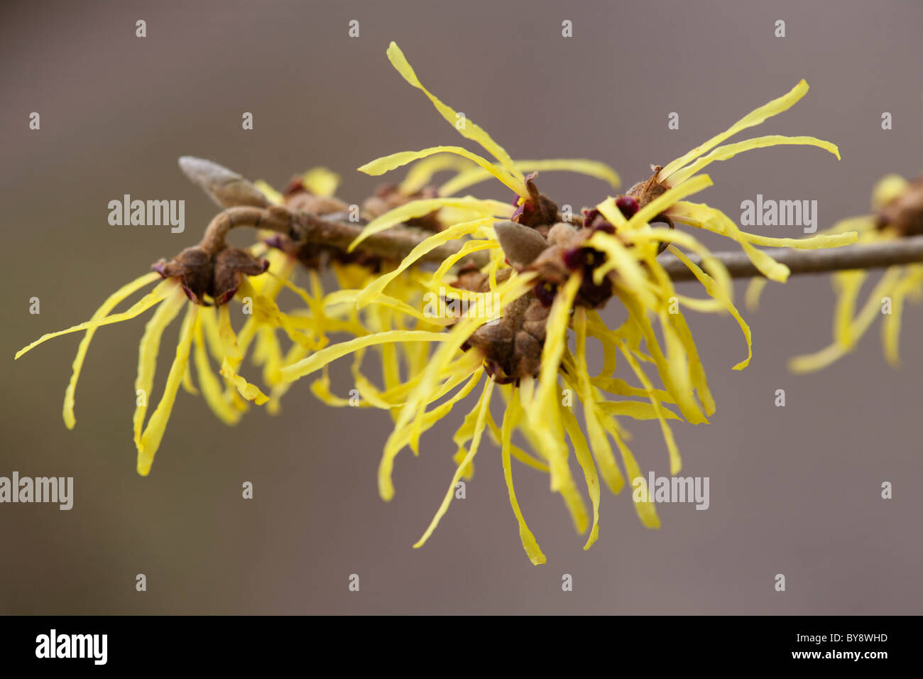 L'hamamélis, Hamamelis intermedia pallida, arbuste Banque D'Images