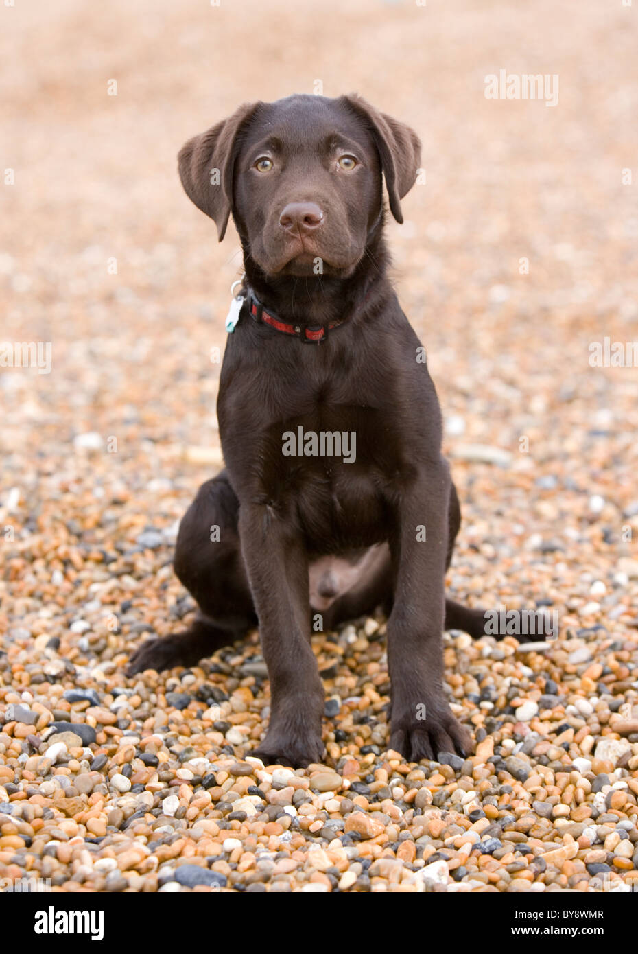 Che Labrador Che single Banque de photographies et d’images à haute résolution - Alamy