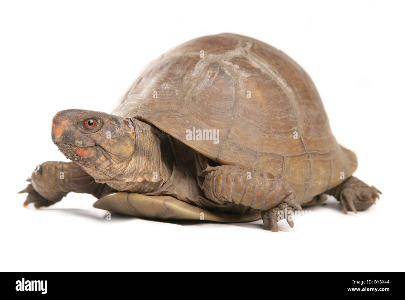 Tortue boîte tridactyle Terrapene carolina triunguis seule femelle adulte Portrait de studio, Captive, UK Banque D'Images