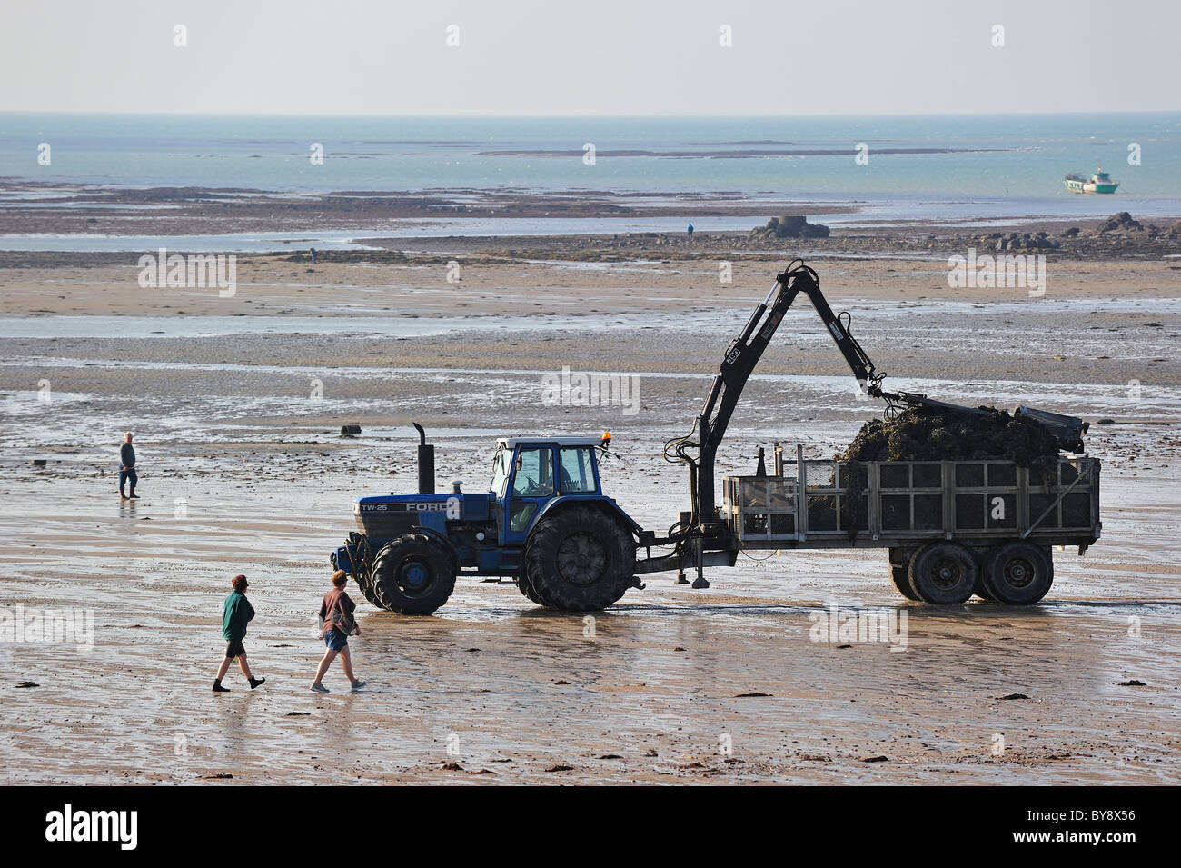 Le tracteur sur plage avec les huîtres (Lophia folium) à partir de la banque d'huître huître / park à Gouville-sur-Mer, Normandie, France Banque D'Images