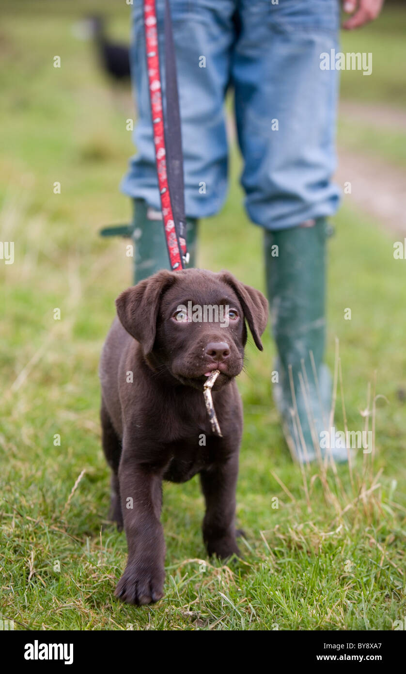 Chien labrador chocolat mâle seul jeune dans un domaine Portasham Banque D'Images