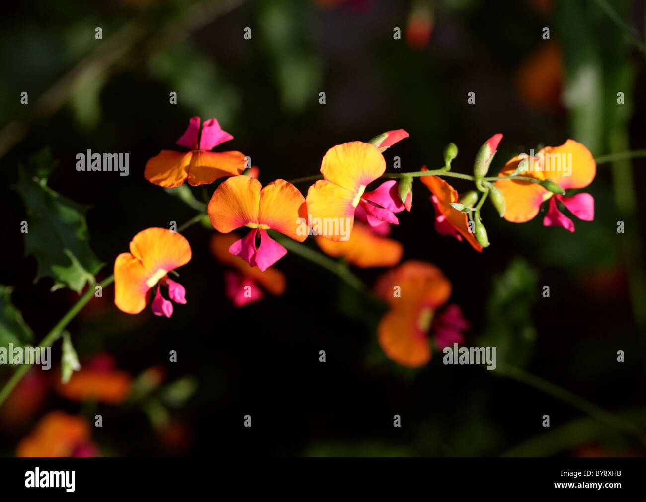 Pois de calcaire, Chorizema varium, Fabaceae, Australie Banque D'Images