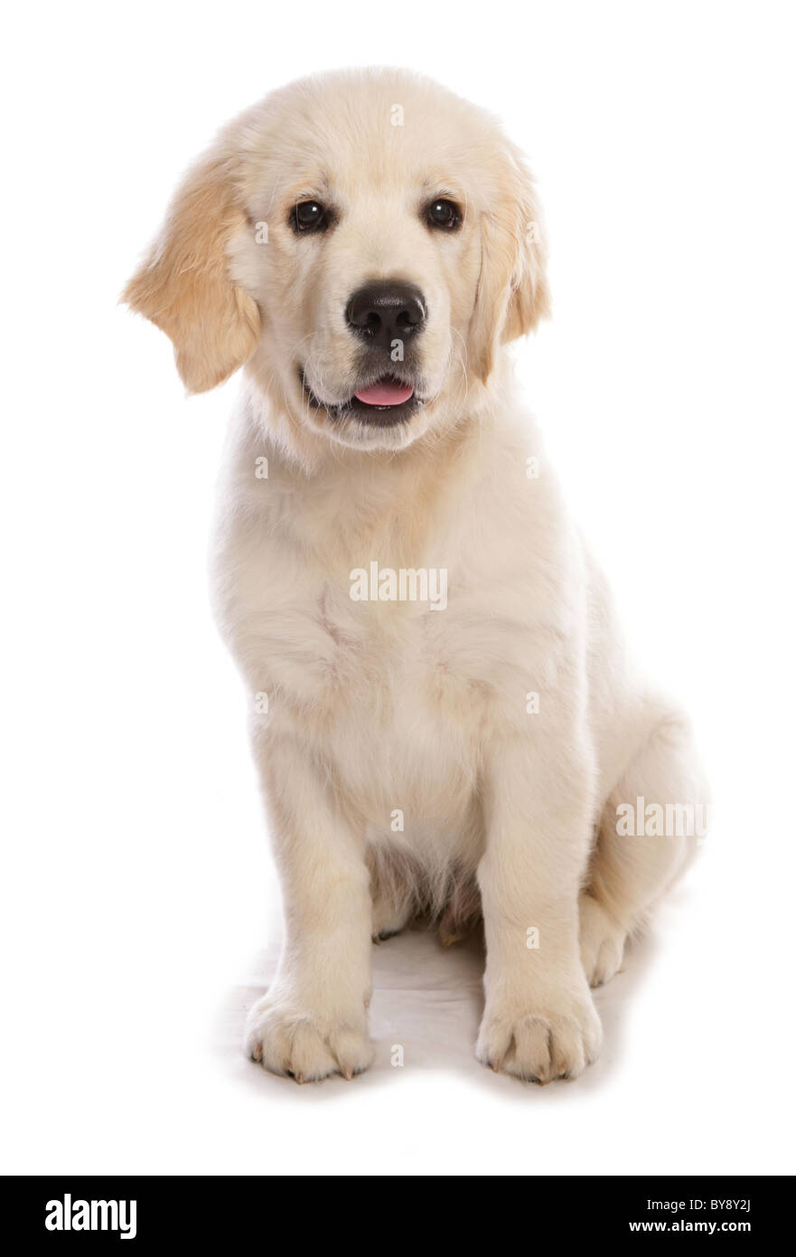 Golden retriever dog seul jeune mâle puppy sitting Studio Banque D'Images