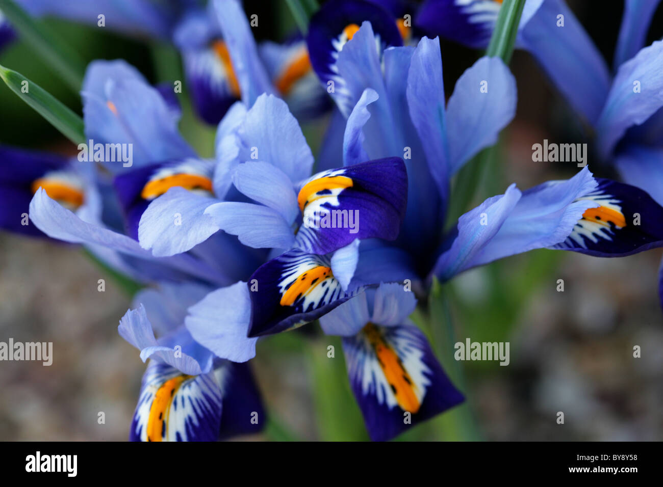 Iris réticulé, Iris reticulata, Iridaceae, du Caucase et d'Asie de l'Ouest Banque D'Images