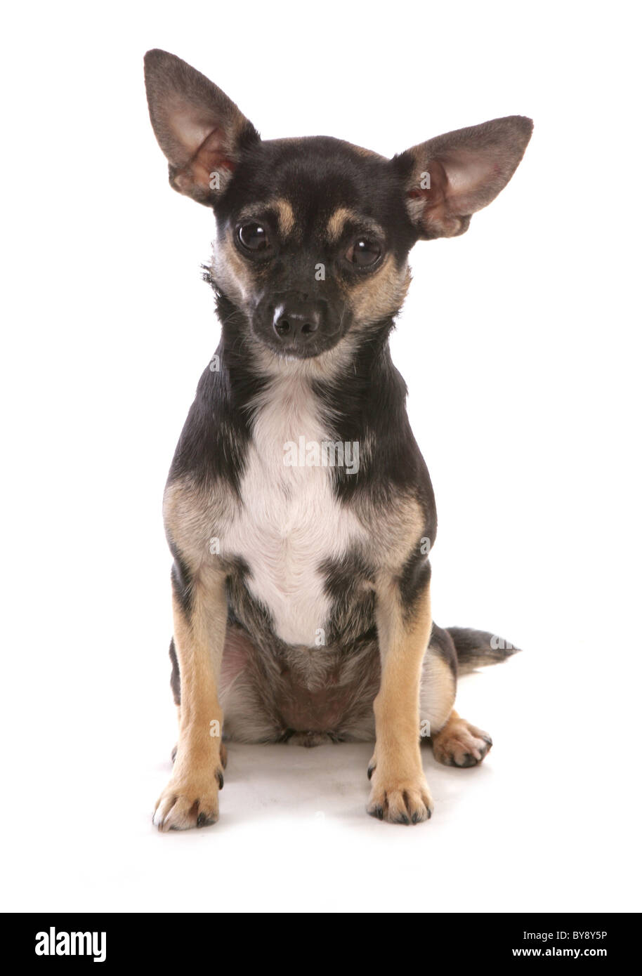 Mongral seule femelle adulte Chihuahua dog sitting Studio Banque D'Images