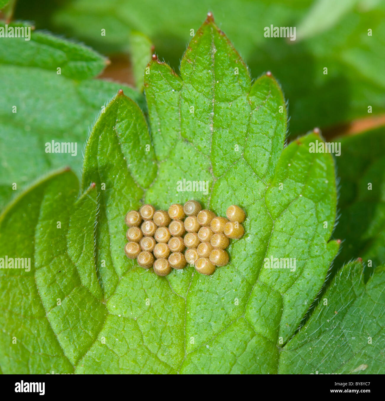 Grand papillon blanc oeufs Banque de photographies et d’images à haute — free download